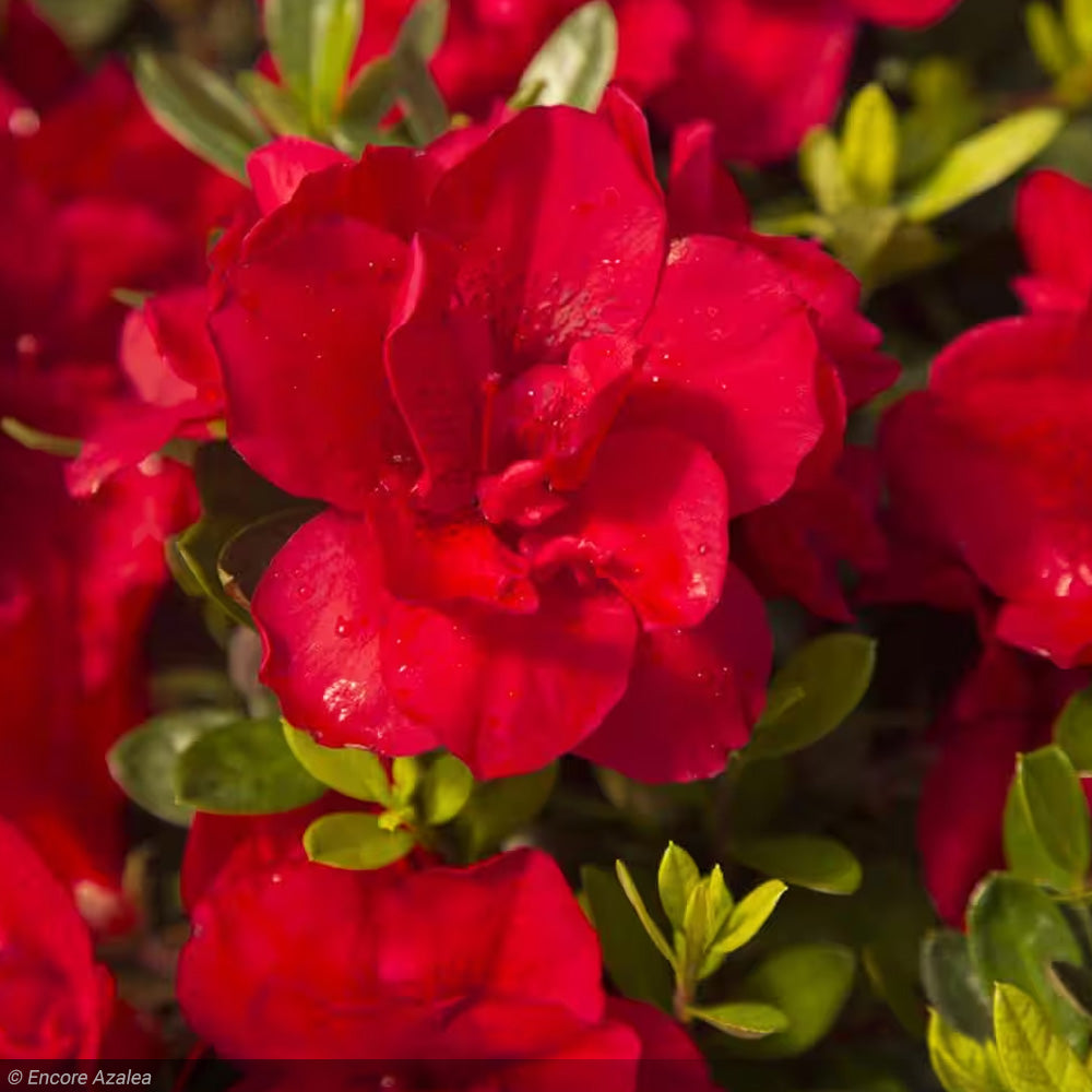 Azalea, Encore Autumn Bonfire #3