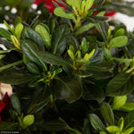 Load image into Gallery viewer, Azalea, Encore Autumn Bonfire #3