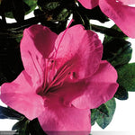 Load image into Gallery viewer, Azalea, Encore Autumn Carnival #3