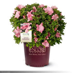 Load image into Gallery viewer, Azalea, Encore Autumn Debutante #3