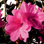 Load image into Gallery viewer, Azalea, Encore Autumn Empress #3