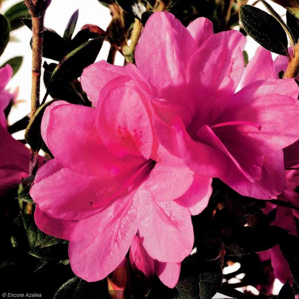 Azalea, Encore Autumn Empress #3 – Greenwood Creek Nursery