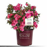 Load image into Gallery viewer, Azalea, Encore Autumn Empress #3