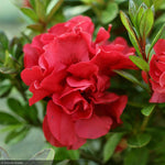 Load image into Gallery viewer, Azalea, Encore Autumn Fire #3