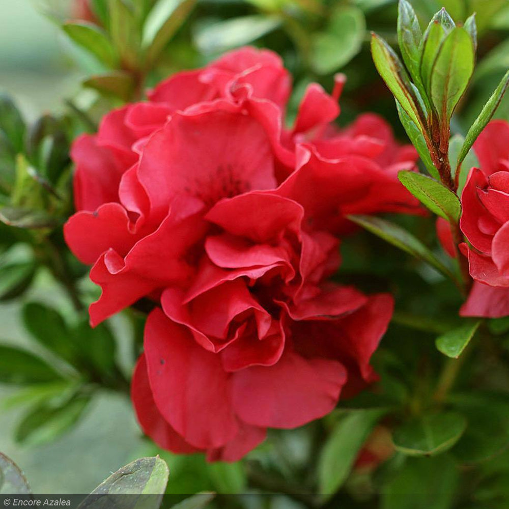 Azalea, Encore Autumn Fire #3