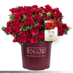 Load image into Gallery viewer, Azalea, Encore Autumn Fire #3