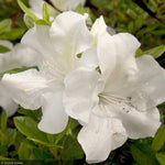 Load image into Gallery viewer, Azalea, Encore Autumn Ivory #3