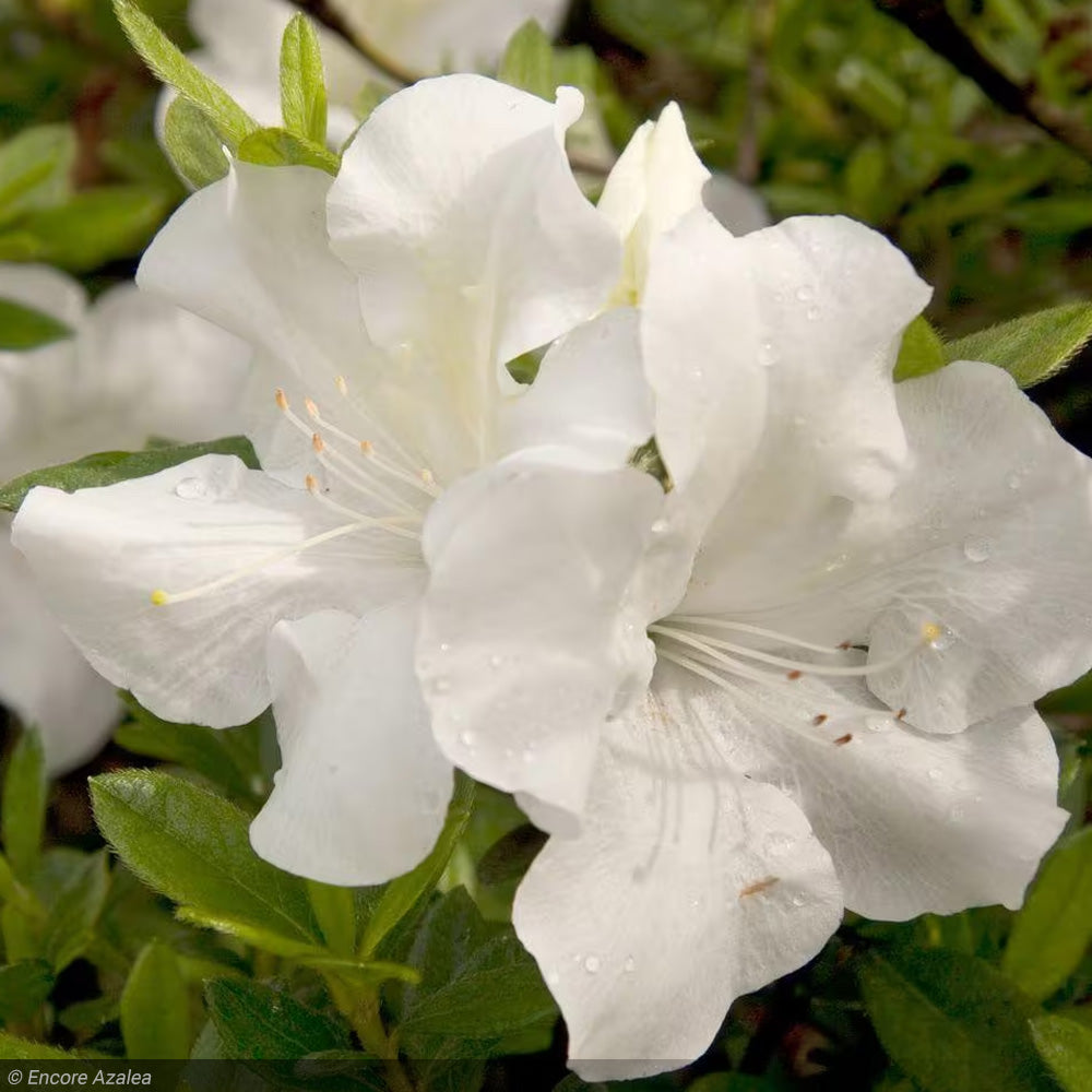 Azalea, Encore Autumn Ivory #3