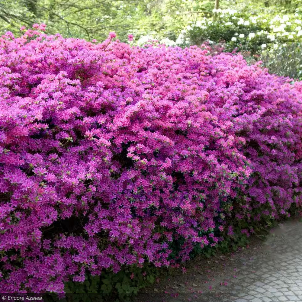 lavender azalea plant Azalea, Encore Autumn Lilac #3 – Greenwood Creek Nursery