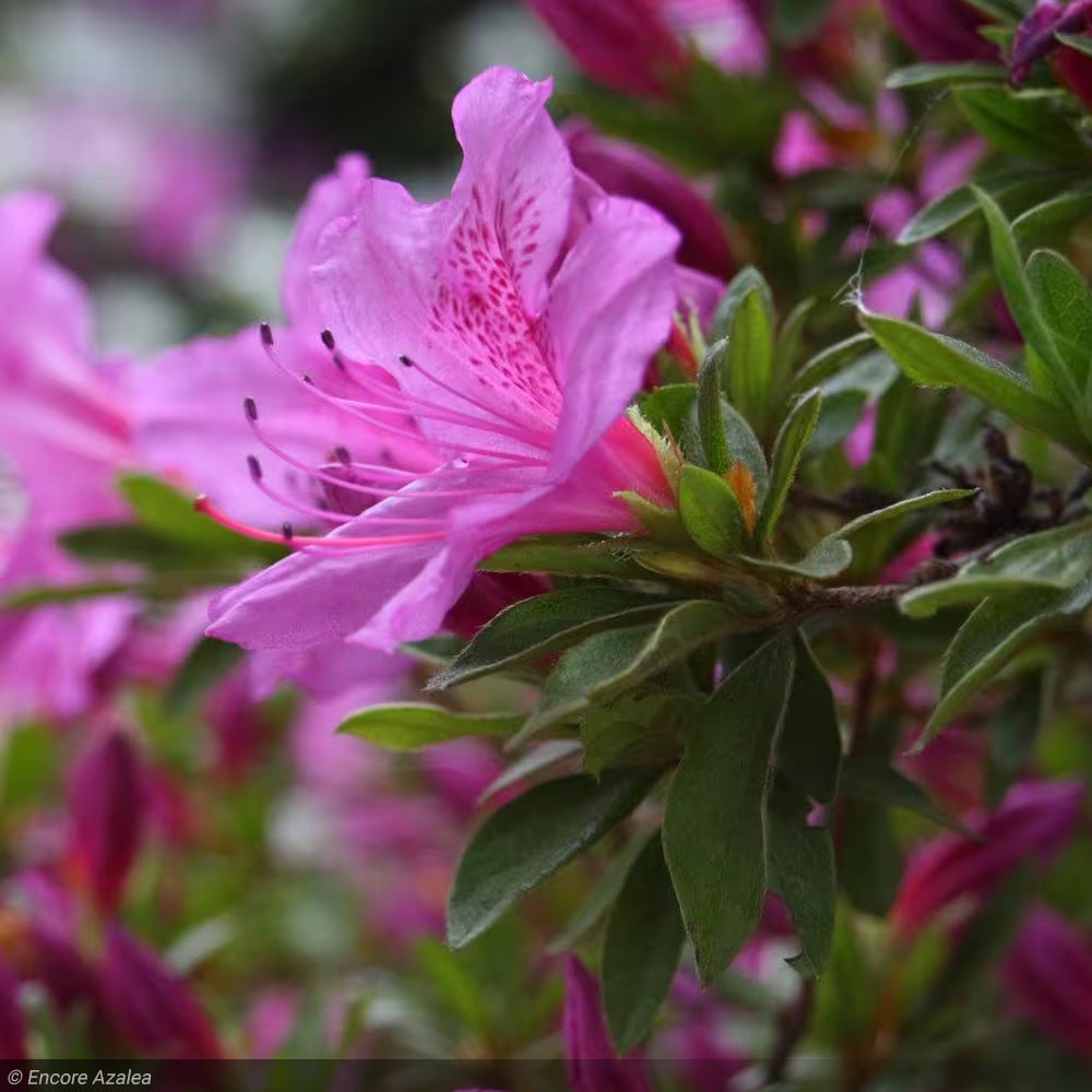 Azalea, Encore Autumn Lilac #3 – Greenwood Creek Nursery