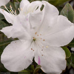 Load image into Gallery viewer, Azalea, Encore Autumn Lily #3