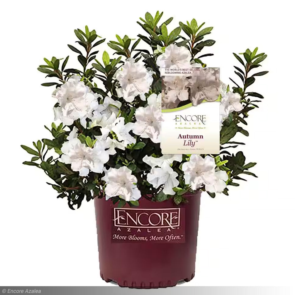 Azalea, Encore Autumn Lily #3 – Greenwood Creek Nursery