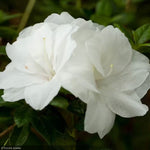 Load image into Gallery viewer, Azalea, Encore Autumn Moonlight #3