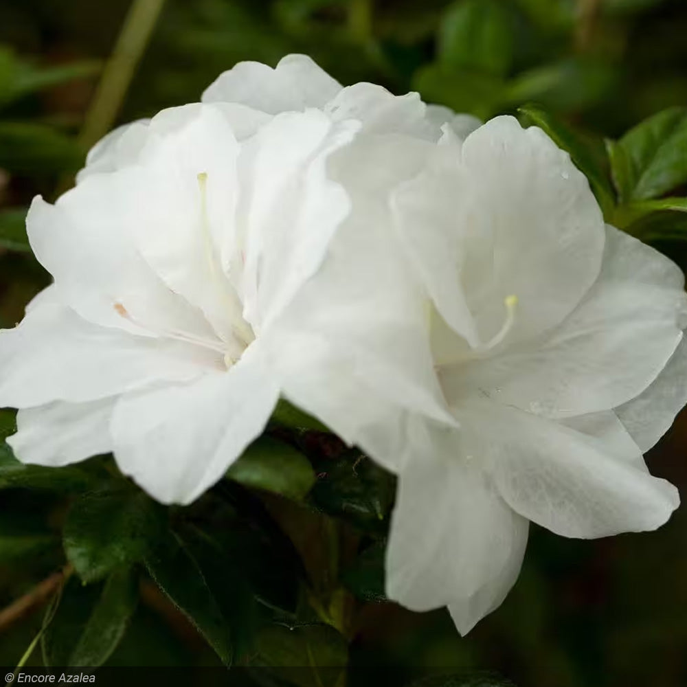 Azalea, Encore Autumn Moonlight #3