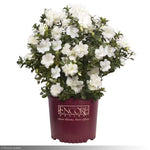 Load image into Gallery viewer, Azalea, Encore Autumn Moonlight #3
