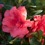 Load image into Gallery viewer, Azalea, Encore Autumn Princess #3