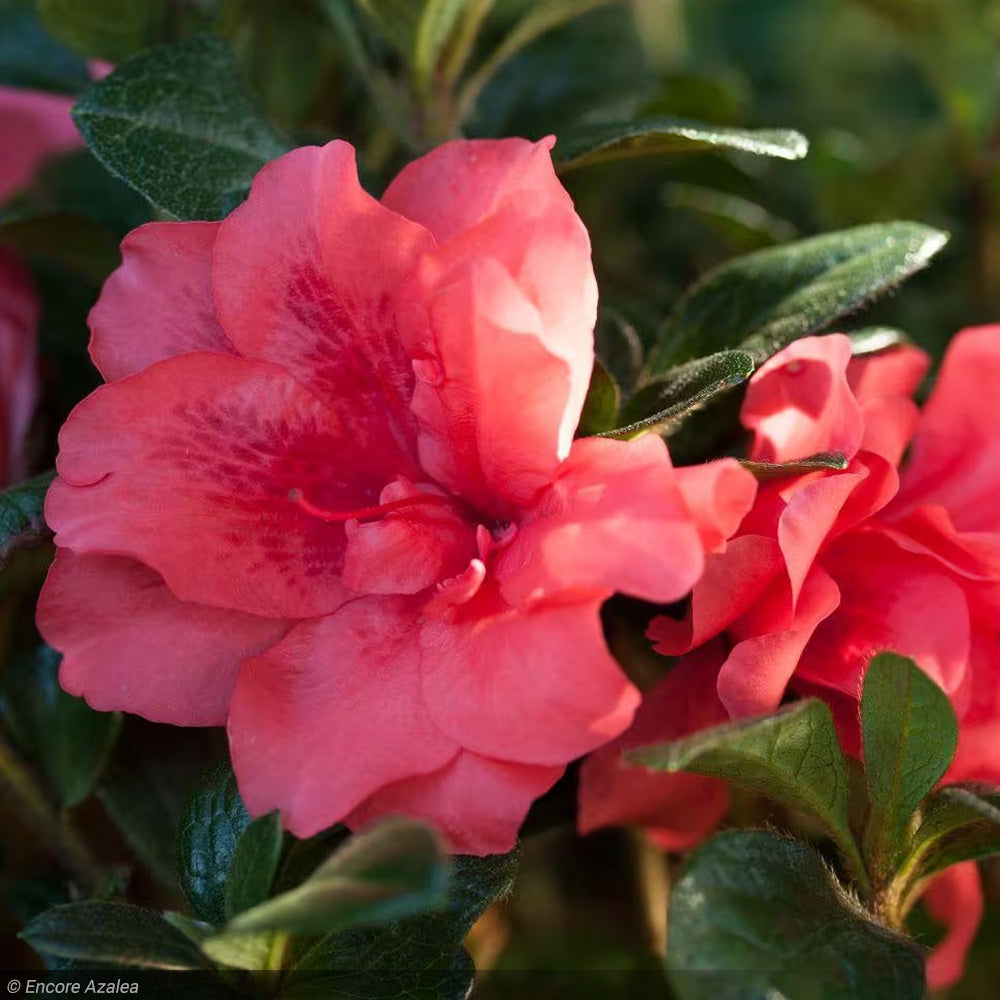 Azalea, Encore Autumn Princess #3