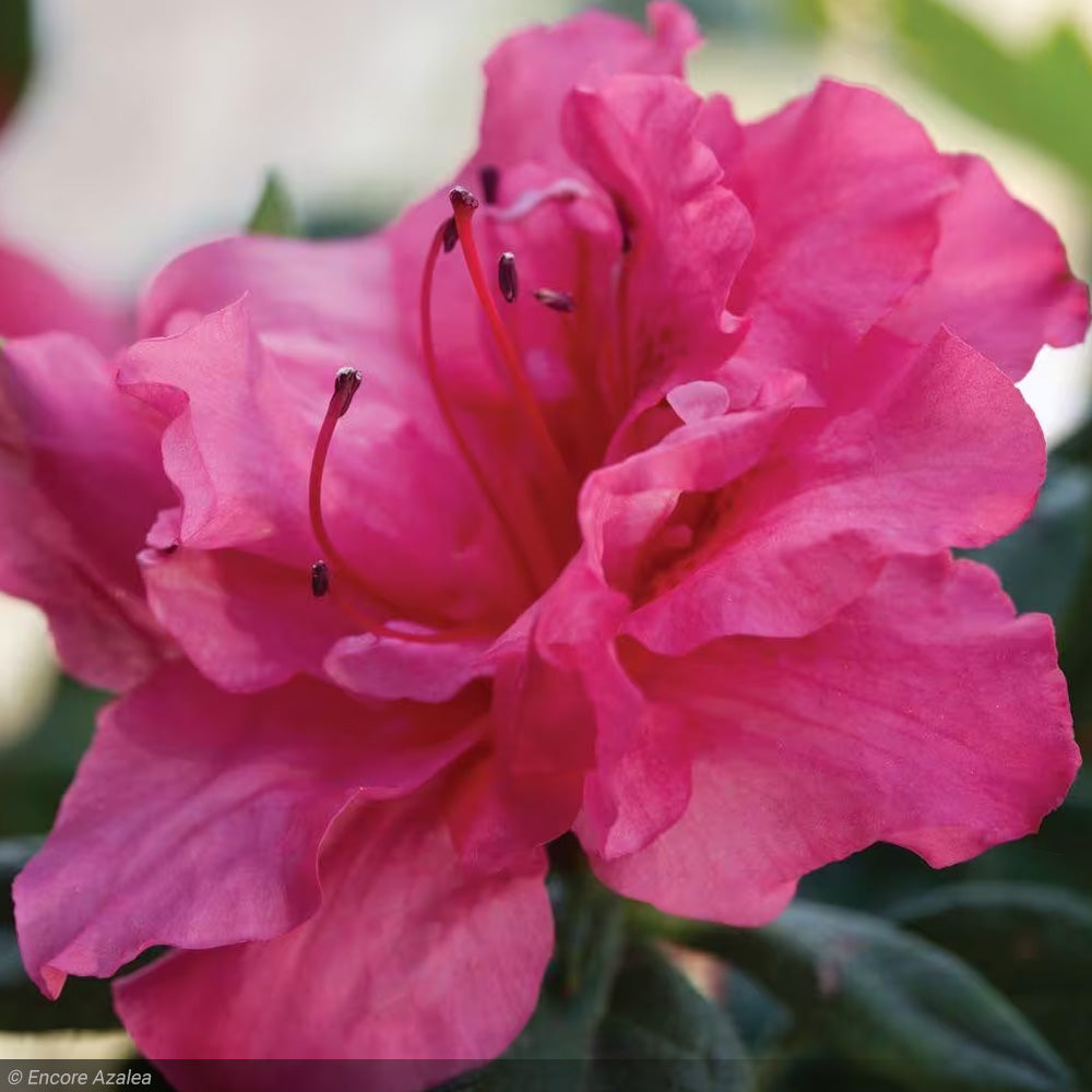 Azalea, Encore Autumn Rouge #3