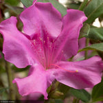 Load image into Gallery viewer, Azalea, Encore Autumn Royalty #3