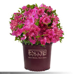 Load image into Gallery viewer, Azalea, Encore Autumn Royalty #3