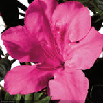 Load image into Gallery viewer, Azalea, Encore Autumn Sangria #3