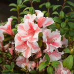 Load image into Gallery viewer, Azalea, Encore Autumn Starburst #3