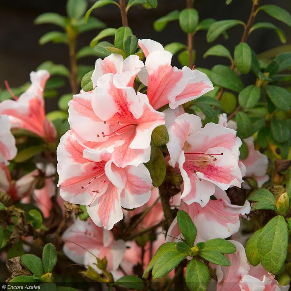 Azalea, Encore Autumn Starburst #3