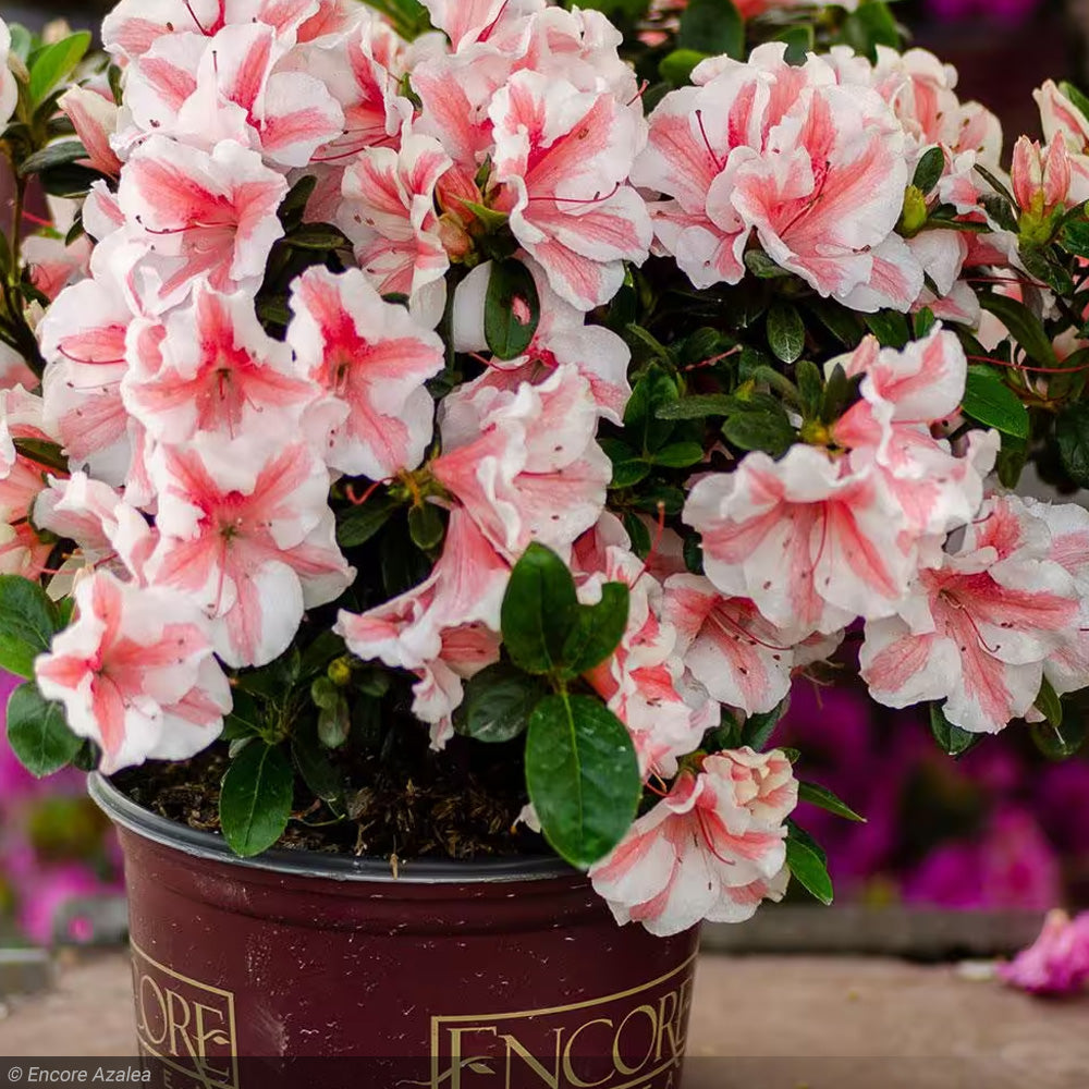 Azalea, Encore Autumn Starburst #3 – Greenwood Creek Nursery