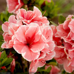 Load image into Gallery viewer, Azalea, Encore Autumn Sunburst #3