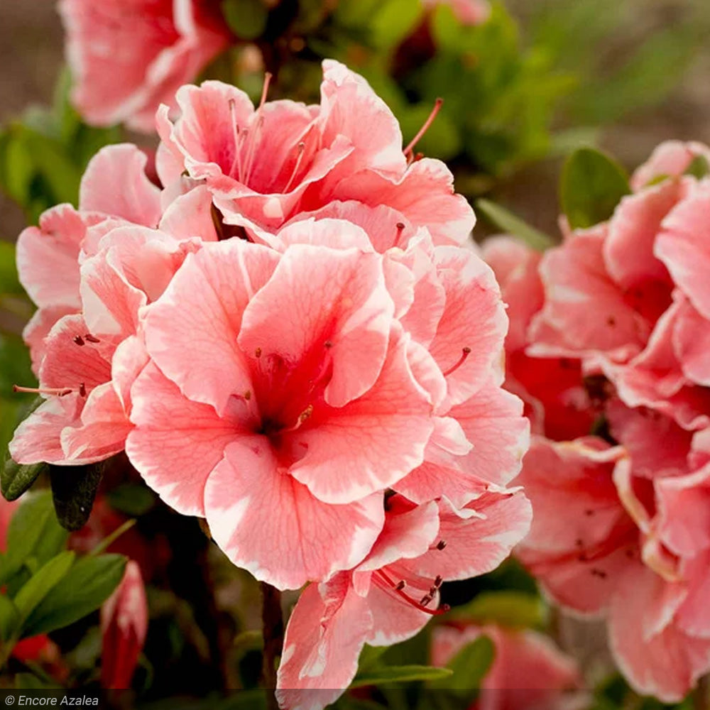 Azalea, Encore Autumn Sunburst #3