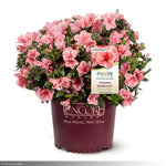 Load image into Gallery viewer, Azalea, Encore Autumn Sunburst #3