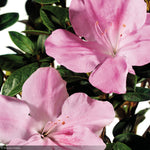 Load image into Gallery viewer, Azalea, Encore Autumn Sweetheart #3