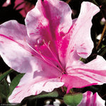 Load image into Gallery viewer, Azalea, Encore Autumn Twist #3