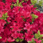 Load image into Gallery viewer, Azalea, Girard's Crimson #3