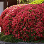 Load image into Gallery viewer, Azalea, Girard's Crimson #3