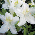 Load image into Gallery viewer, Azalea, Girard's Pleasant White #3
