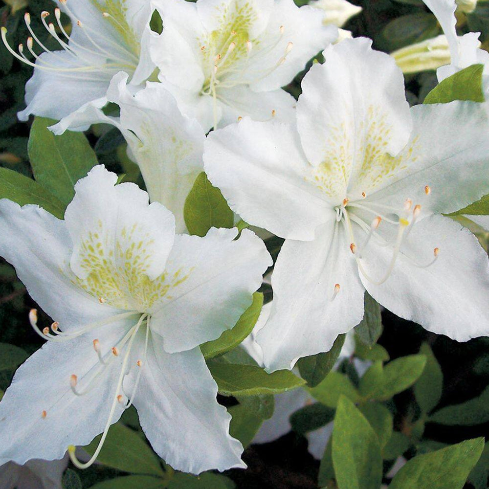 rhododendron pleasant white Azalea, Girard's Pleasant White #3 – Greenwood Creek Nursery