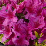 Load image into Gallery viewer, Azalea, Girard's Fuchsia #3