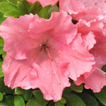 Load image into Gallery viewer, Azalea, Gumpo Pink #3