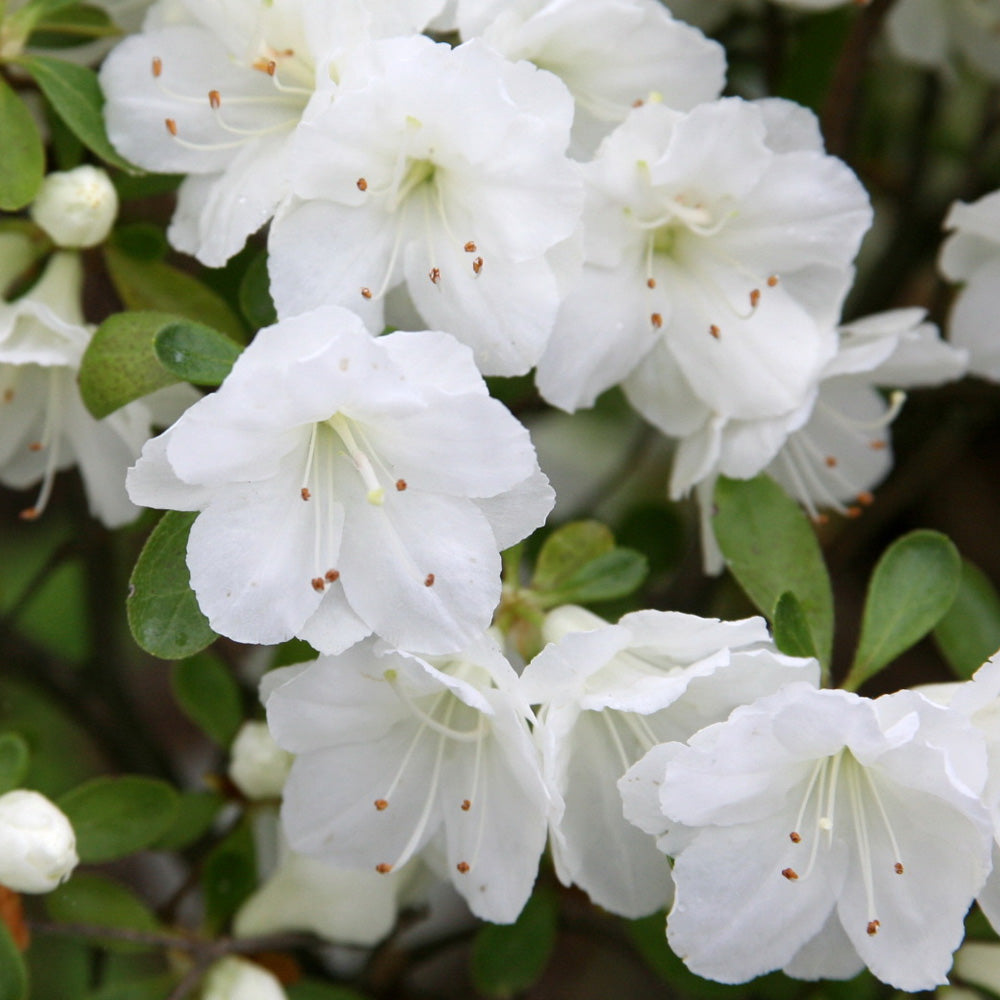 Azalea, Gumpo White #3