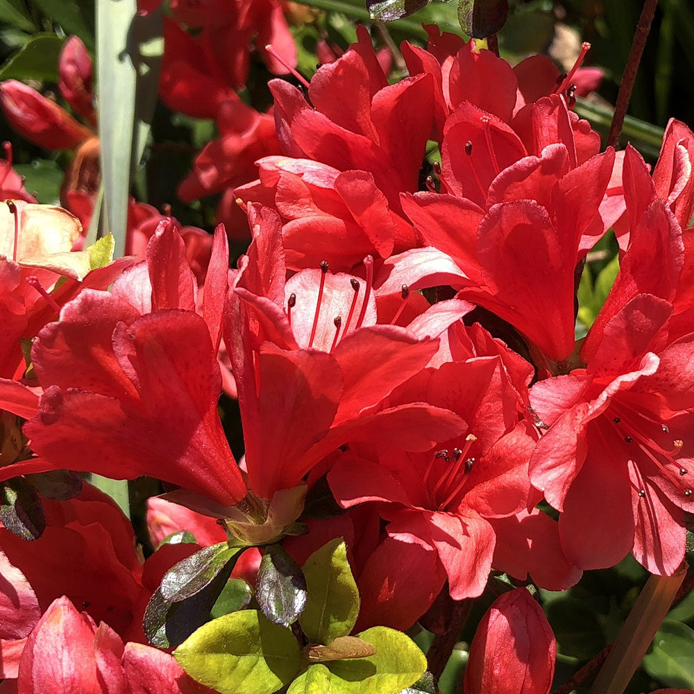 Azalea, Hershey's Red #3