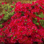 Load image into Gallery viewer, Azalea, Hino Crimson #3