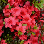 Load image into Gallery viewer, Azalea, Johanna #3