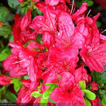 Load image into Gallery viewer, Azalea, Mother's Day #1