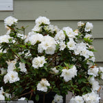 Load image into Gallery viewer, Azalea, Perfecto Mundo Double White #3