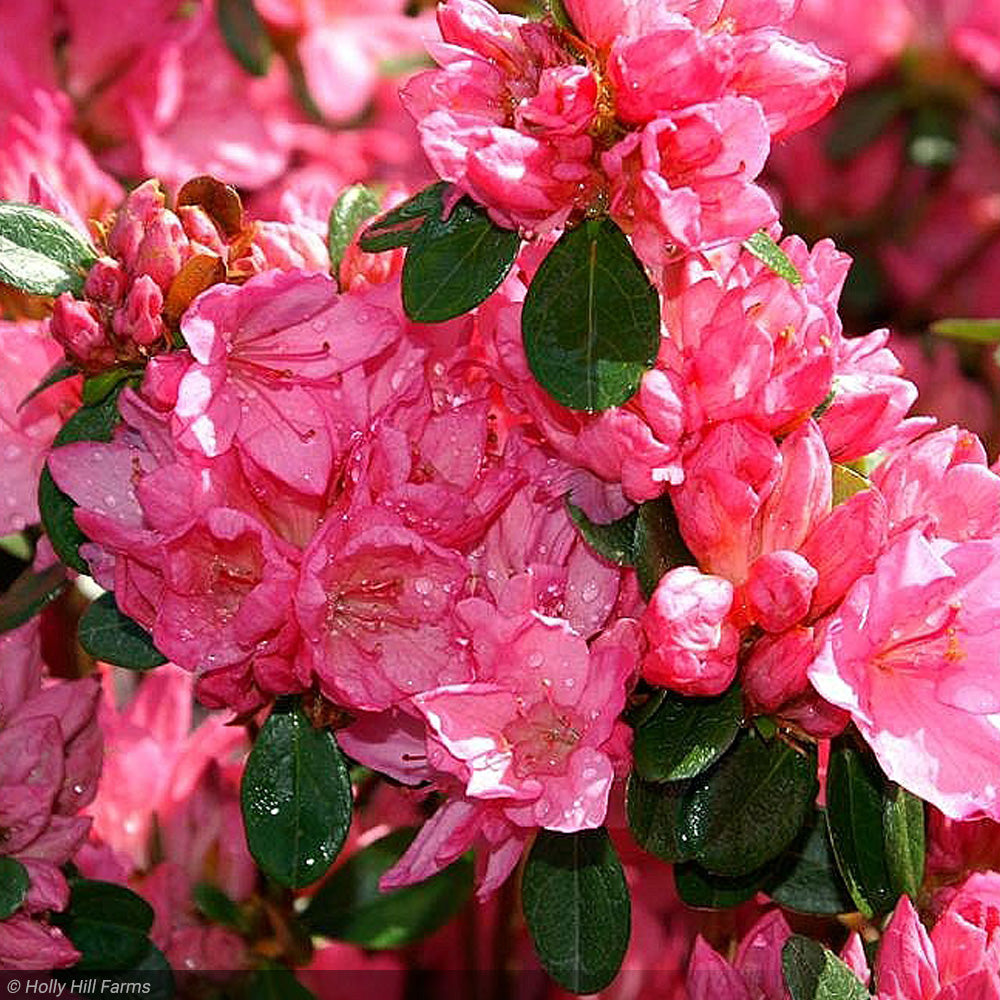 Azalea, Tradition Pink #3