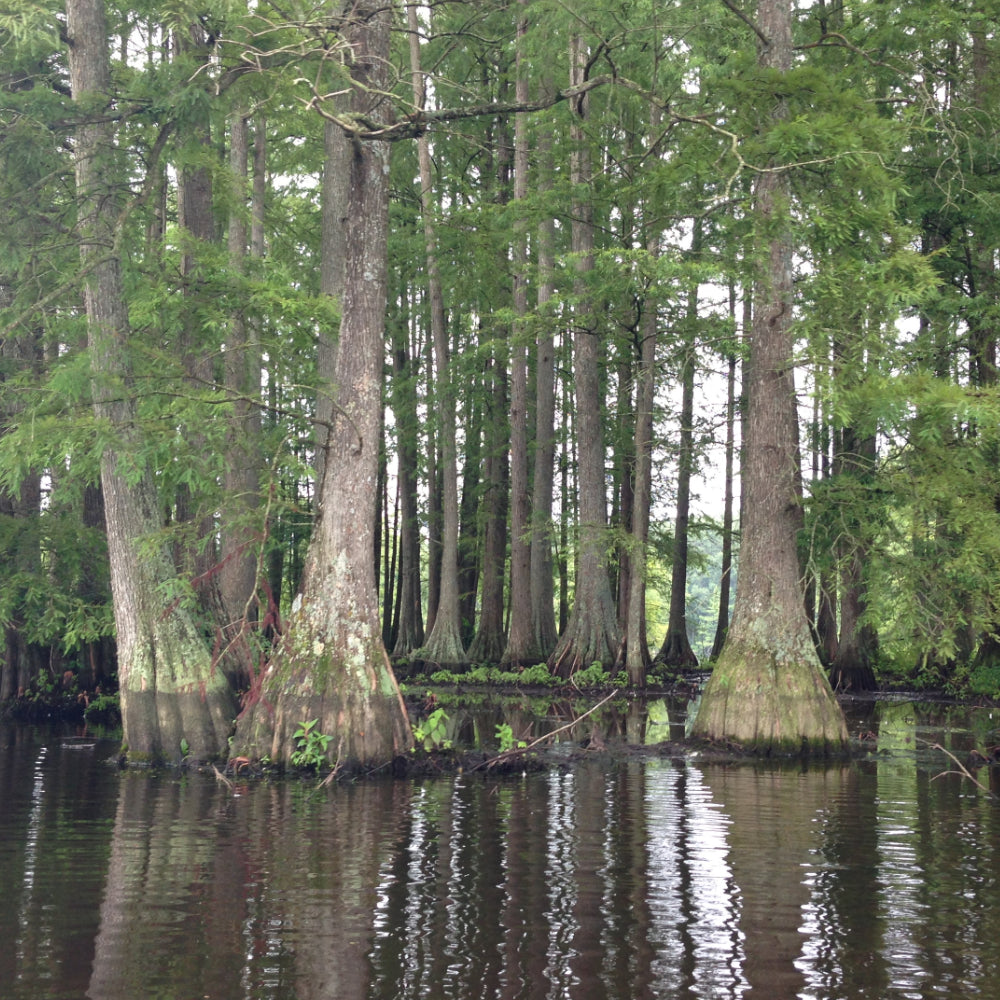 Bald Cypress #25