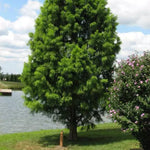 Load image into Gallery viewer, Bald Cypress, Shawnee Brave #15