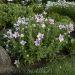 Load image into Gallery viewer, Balloon Flower, Astra Pink #1