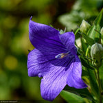 Load image into Gallery viewer, Balloon Flower, Astra Blue #1